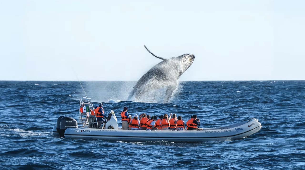 Cabo Adventure Whale